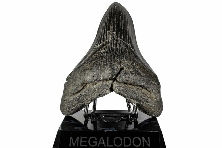 5.22" Fossil Megalodon Tooth - South Carolina